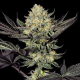 Face Mask - G13 LABS | TanieSianie.pl