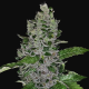 Frozen Afghan Mintz - G13 LABS | TanieSianie.pl