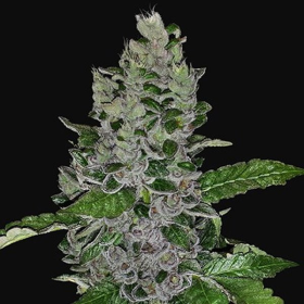Frozen Afghan Mintz - G13 LABS | TanieSianie.pl