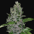 Frozen Afghan Mintz - G13 LABS