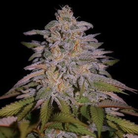 Glazed Gushers - G13 LABS | TanieSianie.pl