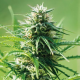 Sweet Tooth - BARNEY’S FARM | TanieSianie.pl