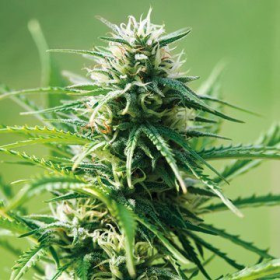 Sweet Tooth - BARNEY’S FARM | TanieSianie.pl