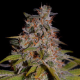 Honey Papaya - G13 LABS | TanieSianie.pl