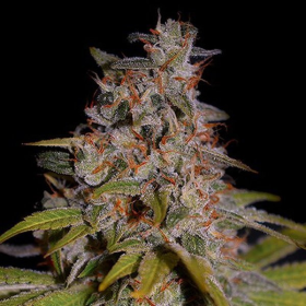 Honey Papaya - G13 LABS | TanieSianie.pl
