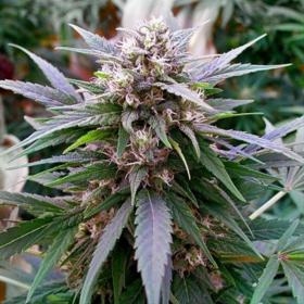 Hypnotic - G13 LABS | TanieSianie.pl