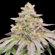 Gorilla Glue CBD Auto | TanieSianie.pl