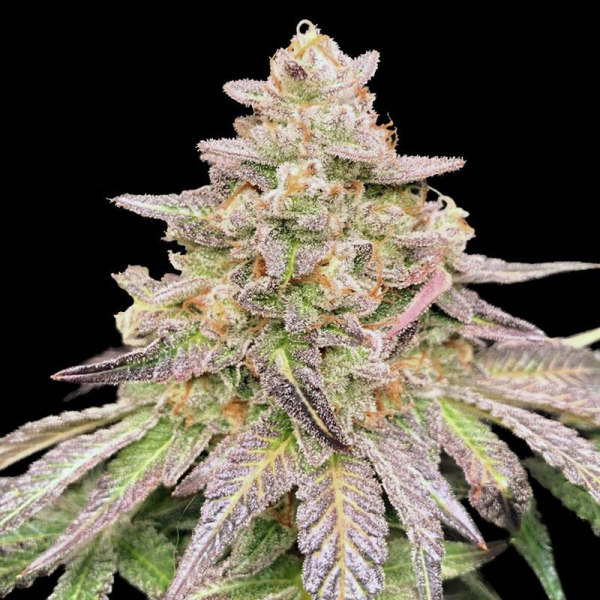 Gorilla Glue CBD Auto | TanieSianie.pl