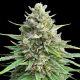 CBD Amnesia (Odmiana Medyczna) | TanieSianie.pl