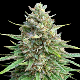 CBD Amnesia (Odmiana Medyczna) | TanieSianie.pl