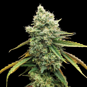 CBD Grapefruit (Odmiana Medyczna) | TanieSianie.pl