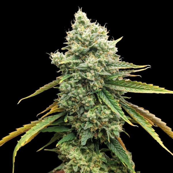 CBD Grapefruit (Odmiana Medyczna) | TanieSianie.pl