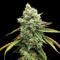 CBD Grapefruit (Odmiana Medyczna)