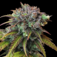 CBD Swiss Chocolate (Odmiana Medyczna) | TanieSianie.pl