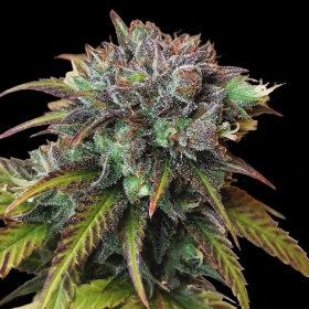CBD Swiss Chocolate (Odmiana Medyczna) | TanieSianie.pl