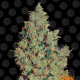 Tangerine Dream - BARNEY’S FARM | TanieSianie.pl
