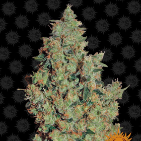 Tangerine Dream - BARNEY’S FARM | TanieSianie.pl