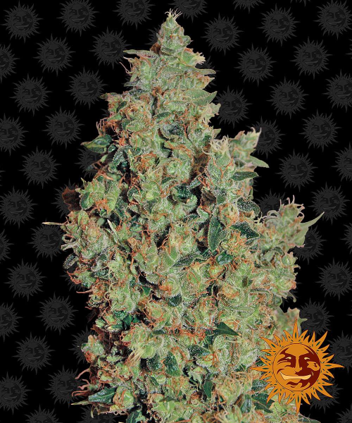 Tangerine Dream - BARNEY’S FARM | TanieSianie.pl