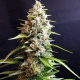 Maltezerz - G13 LABS | TanieSianie.pl
