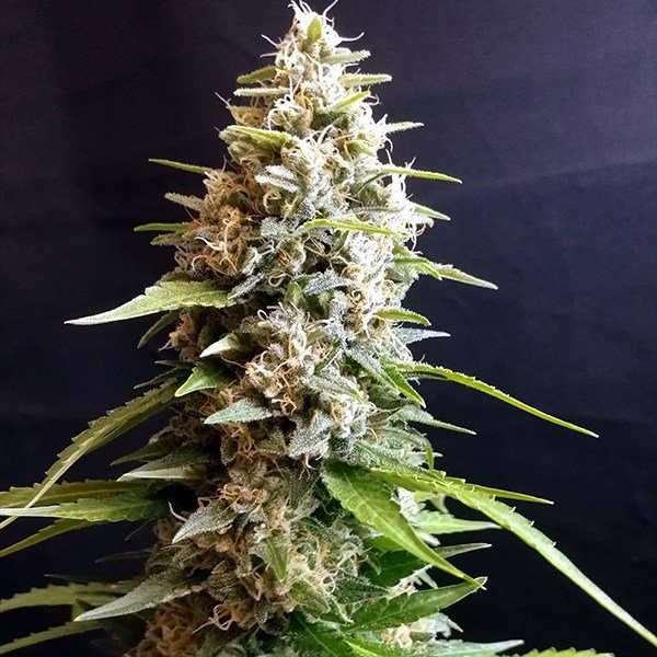 Maltezerz - G13 LABS | TanieSianie.pl