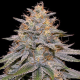 Orange Frappe - G13 LABS | TanieSianie.pl