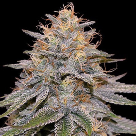Orange Frappe - G13 LABS | TanieSianie.pl