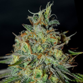 Picante - G13 LABS | TanieSianie.pl