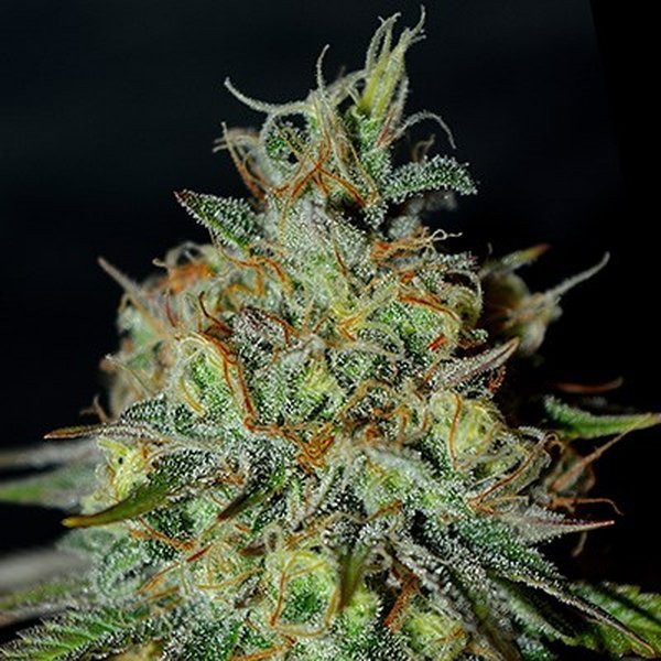 Picante - G13 LABS | TanieSianie.pl