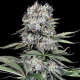 Runtz 13 - G13 LABS | TanieSianie.pl
