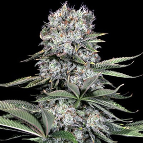 Runtz 13 - G13 LABS | TanieSianie.pl