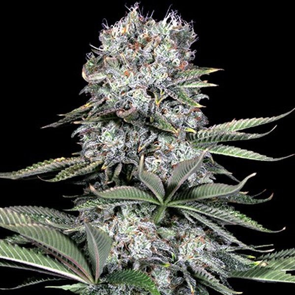Runtz 13 - G13 LABS | TanieSianie.pl