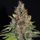 Tropical Punch - G13 LABS | TanieSianie.pl