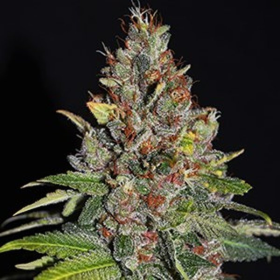 Tropical Punch - G13 LABS | TanieSianie.pl
