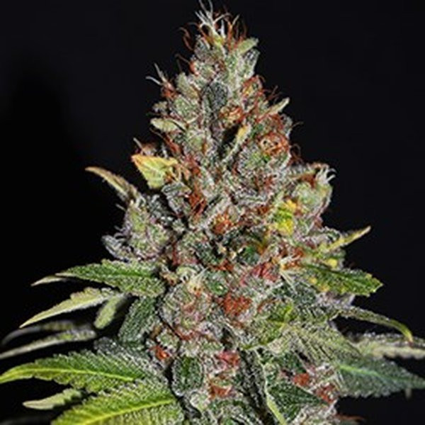 Tropical Punch - G13 LABS | TanieSianie.pl