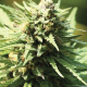 Chernobyl x Stoopid Fruits - WHITE LABEL | TanieSianie.pl