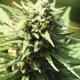 Chernobyl x Stoopid Fruits - WHITE LABEL | TanieSianie.pl