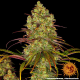 Tangerine Dream - BARNEY’S FARM | TanieSianie.pl