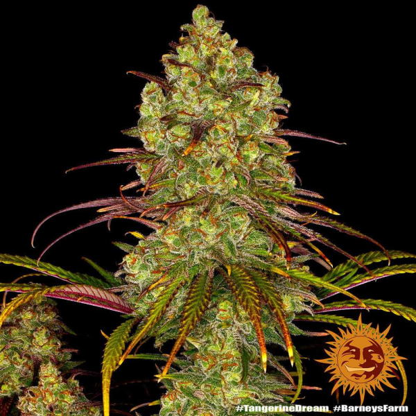 Tangerine Dream - BARNEY’S FARM | TanieSianie.pl