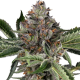 Papaya Jealousy - SENSI SEEDS | TanieSianie.pl