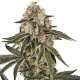 Sunset Peach - SENSI SEEDS | TanieSianie.pl