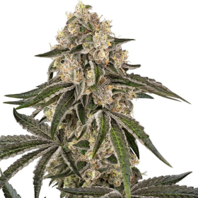 Sunset Peach - SENSI SEEDS | TanieSianie.pl