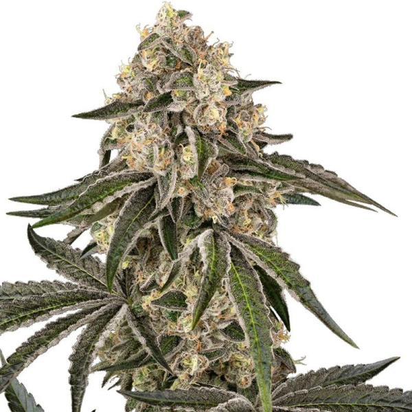 Sunset Peach - SENSI SEEDS | TanieSianie.pl
