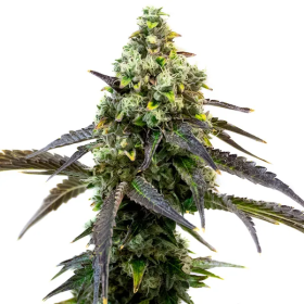 Cafe Racer - BLIMBURN SEEDS | TanieSianie.pl