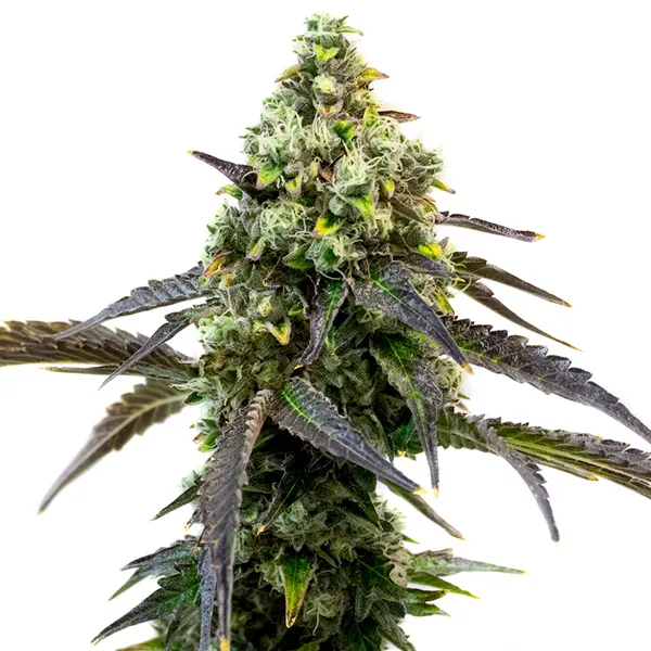 Cafe Racer - BLIMBURN SEEDS | TanieSianie.pl