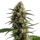 Stoned Panda - BLIMBURN SEEDS | TanieSianie.pl