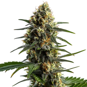 Stoned Panda - BLIMBURN SEEDS | TanieSianie.pl