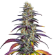 Blue Dream - BLIMBURN SEEDS | TanieSianie.pl