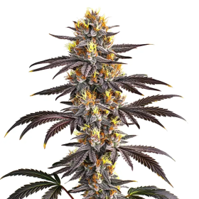Gelato - BLIMBURN SEEDS | TanieSianie.pl