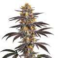 Gelato - BLIMBURN SEEDS
