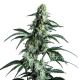 Sour Diesel - BLIMBURN SEEDS | TanieSianie.pl